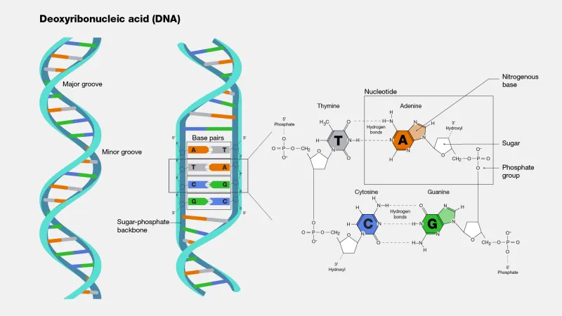 Swabbing for Secrets: What At-Home DNA Tests Really Do With Your Health Data